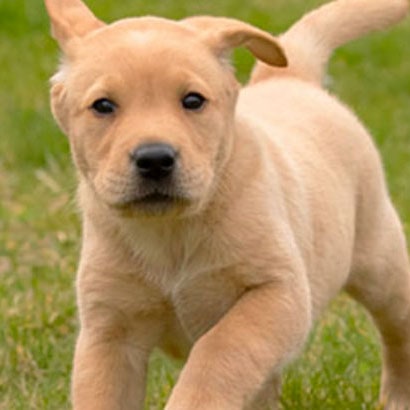 guide dog